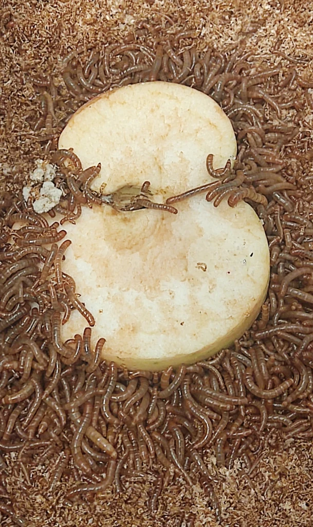 Larvas vivas o deshidratadas de Tenebrio molitor