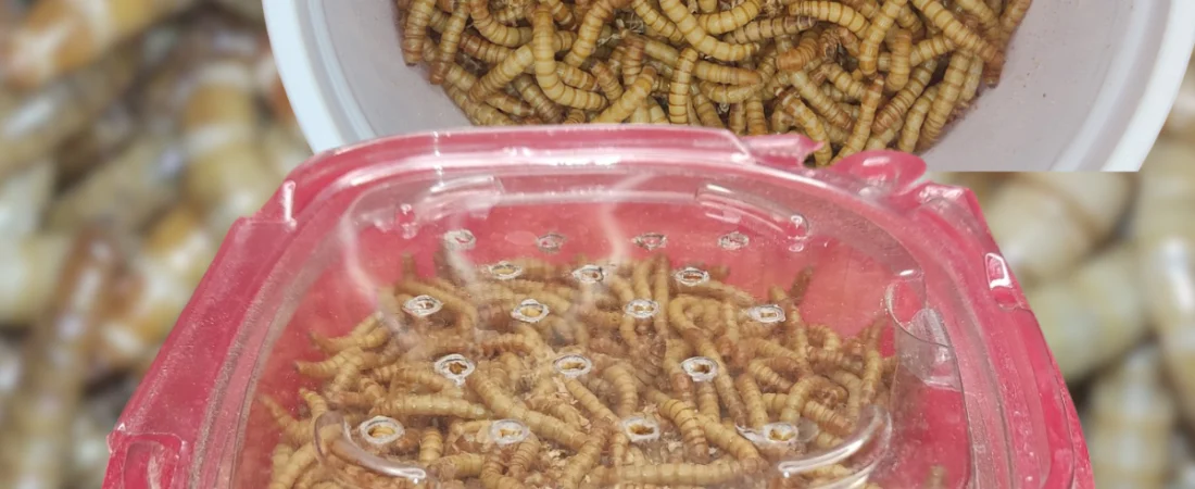 ¿Larvas Vivas o Deshidratadas?