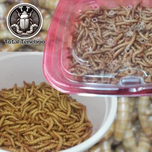 100 Larvas de Tenebrio molitor (Vivas)