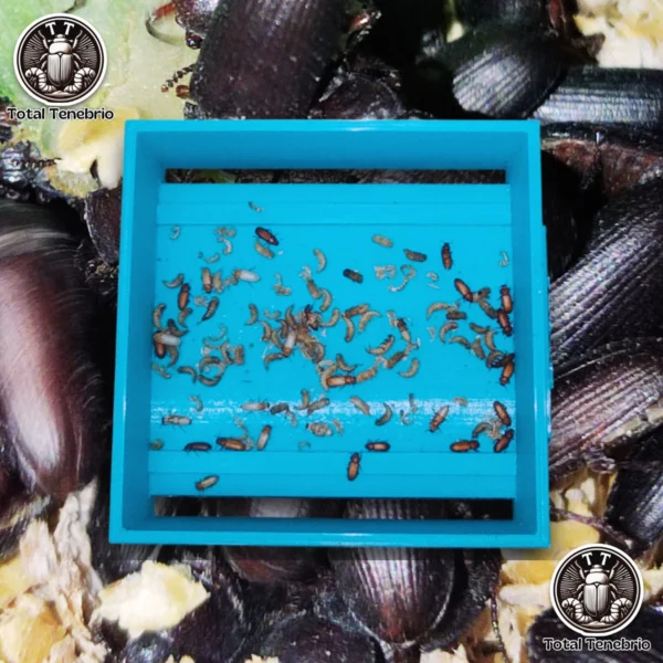 Nacedora Pro Total Tenebrio. Garantiza que las pupas de Tenebrio molitor no sean devoradas por los escarabajos en la caja de reproductores.