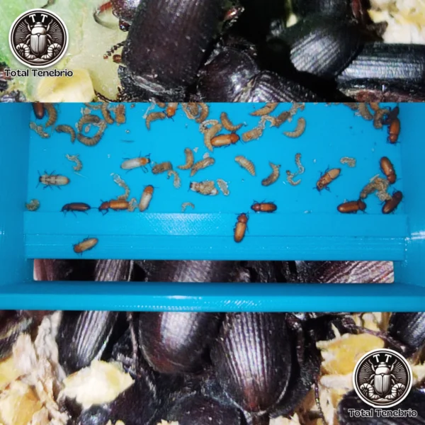 Nacedora Pro Total Tenebrio. Garantiza que las pupas de Tenebrio molitor no sean devoradas por los escarabajos en la caja de reproductores.