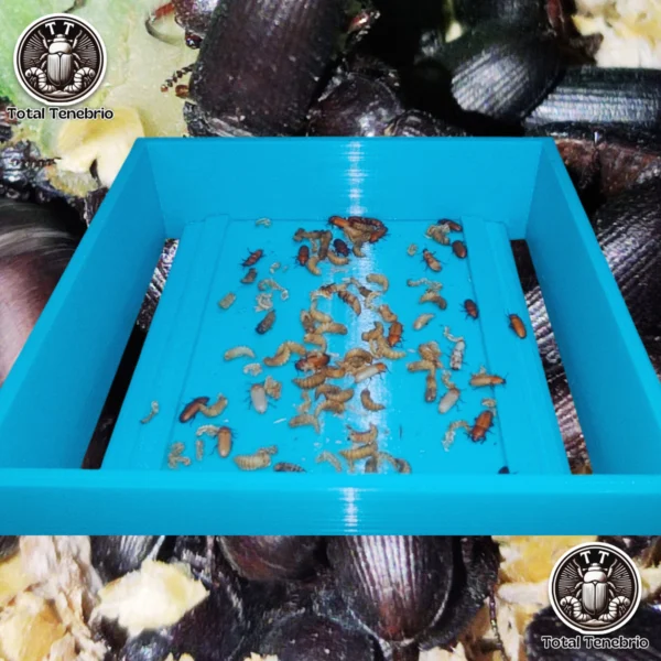 Nacedora Pro Total Tenebrio. Garantiza que las pupas de Tenebrio molitor no sean devoradas por los escarabajos en la caja de reproductores.