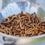 Larvas vivas