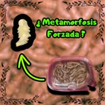 Metamorfosis forzada de larvas de Zophobas morio