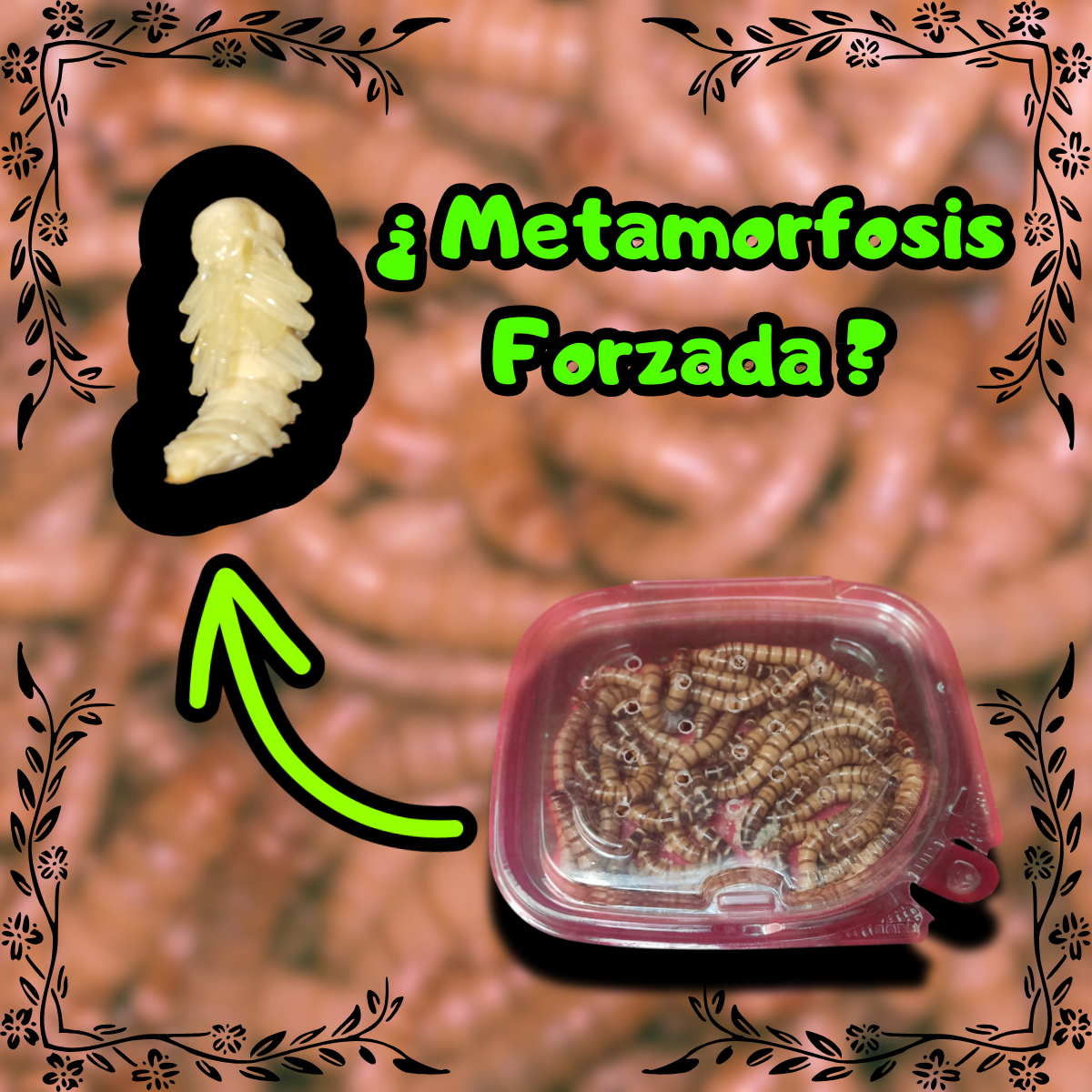 La Metamorfosis Forzada explicada paso a paso. ¿Por qué tus Zophobas morio no se transforman en pupas?