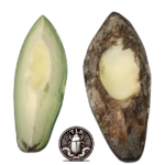 Palta (aguacate), Podrido o fresco, ¿qué prefieren los Tenebrios? - Total Tenebrio Tienda