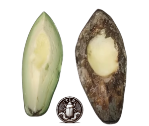 ¿Prefieren los Tenebrios lo fresco o lo podrido? Más allá de la experiencia con palta