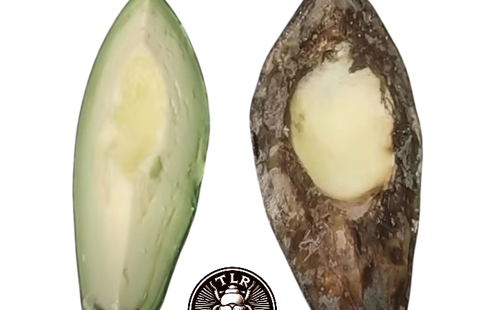 ¿Prefieren los Tenebrios lo fresco o lo podrido?