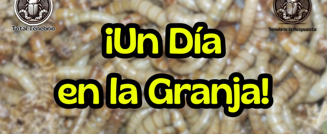 🪱 Alimentación con plátano en larvas de Tenebrio molitor 🍌