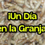 Video en directo da la granja de total tenebrio Larvas pupas y escarabajos