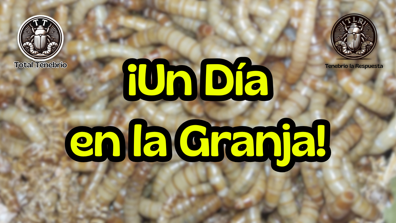 🪱 Alimentación con plátano en larvas de Tenebrio molitor 🍌